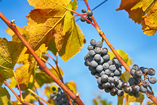 Exploring Autumn Delights in the Slovenian Vineyards of Goriška Brda